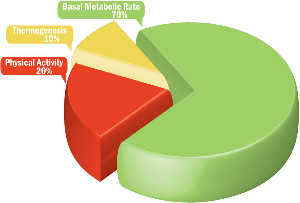 BMR: Why It Matters